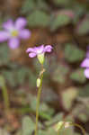 Violet woodsorrel